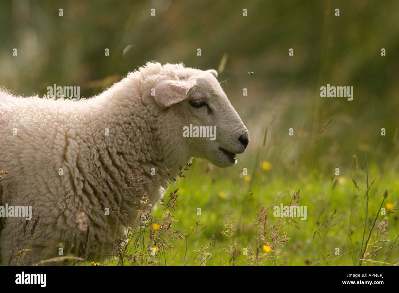 Schafe im Sommerweide Stockfoto