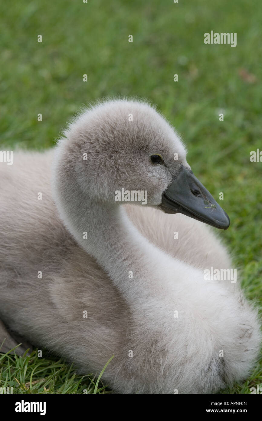 Schwan, Cygnet Stockfoto