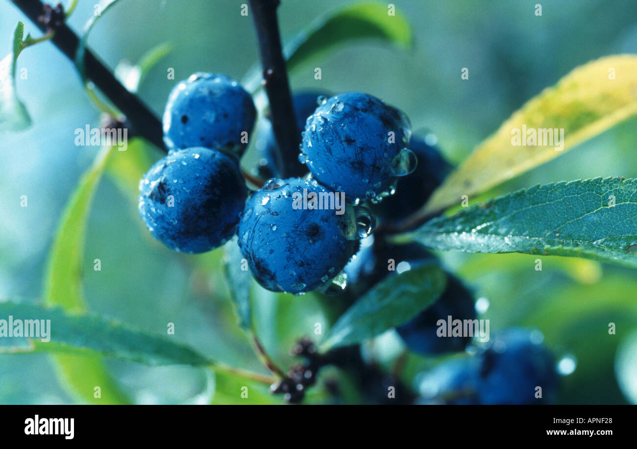 Schlehe, Schlehe (Prunus Spinosa), Beeren, Deutschland Stockfoto