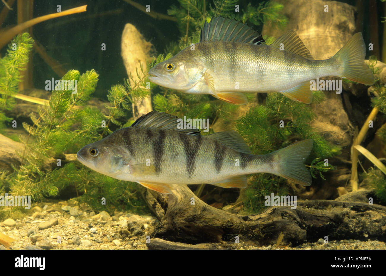 Barsch, Europäische Barsch, Redfin Barsch (Percha Fluviatilis Stockfoto