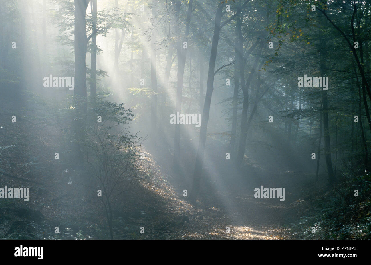 Foggy Wald, strahlt die Sonne im Nebel. Stockfoto