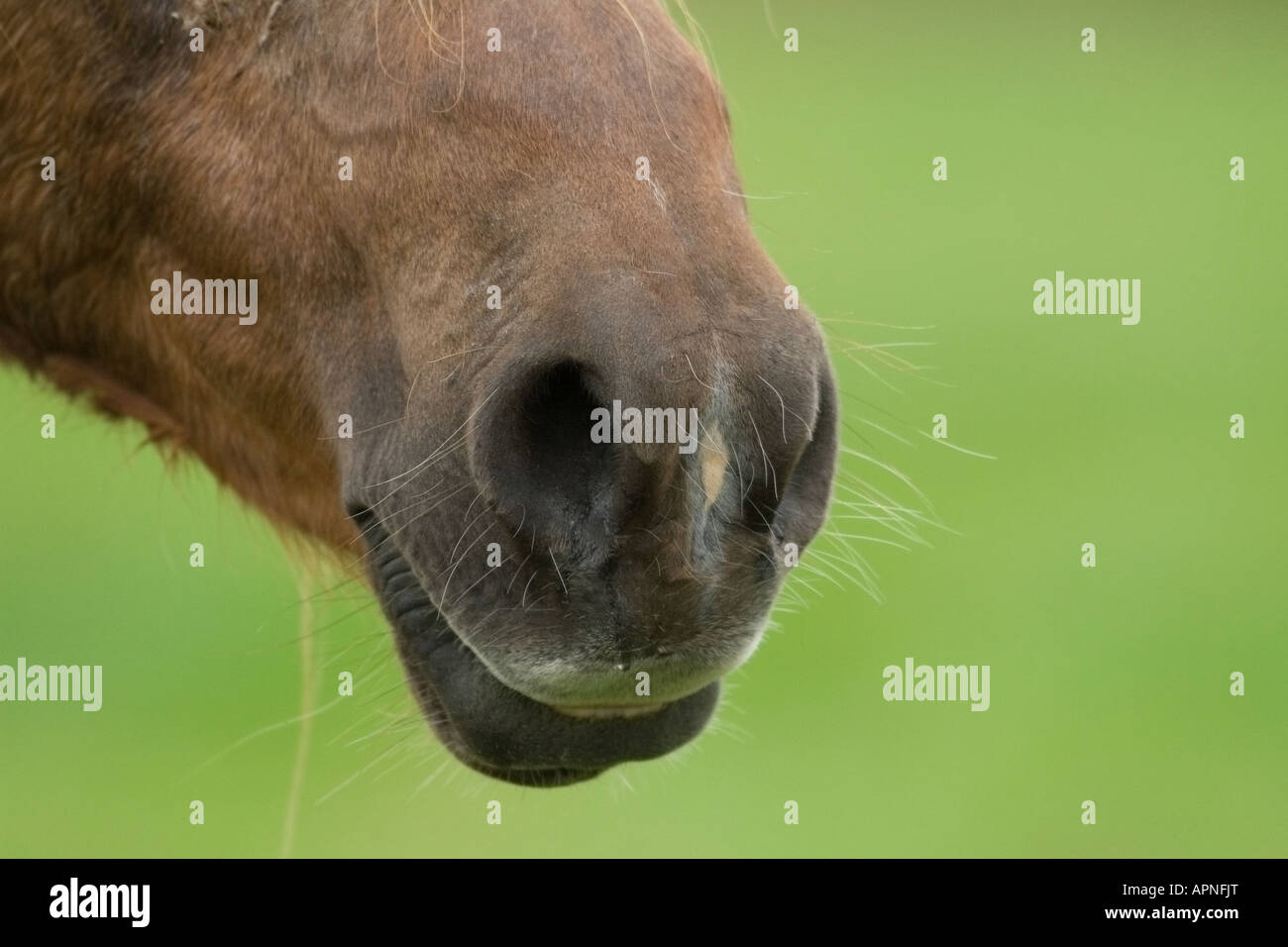 Pferde-Mund und Nase Stockfoto