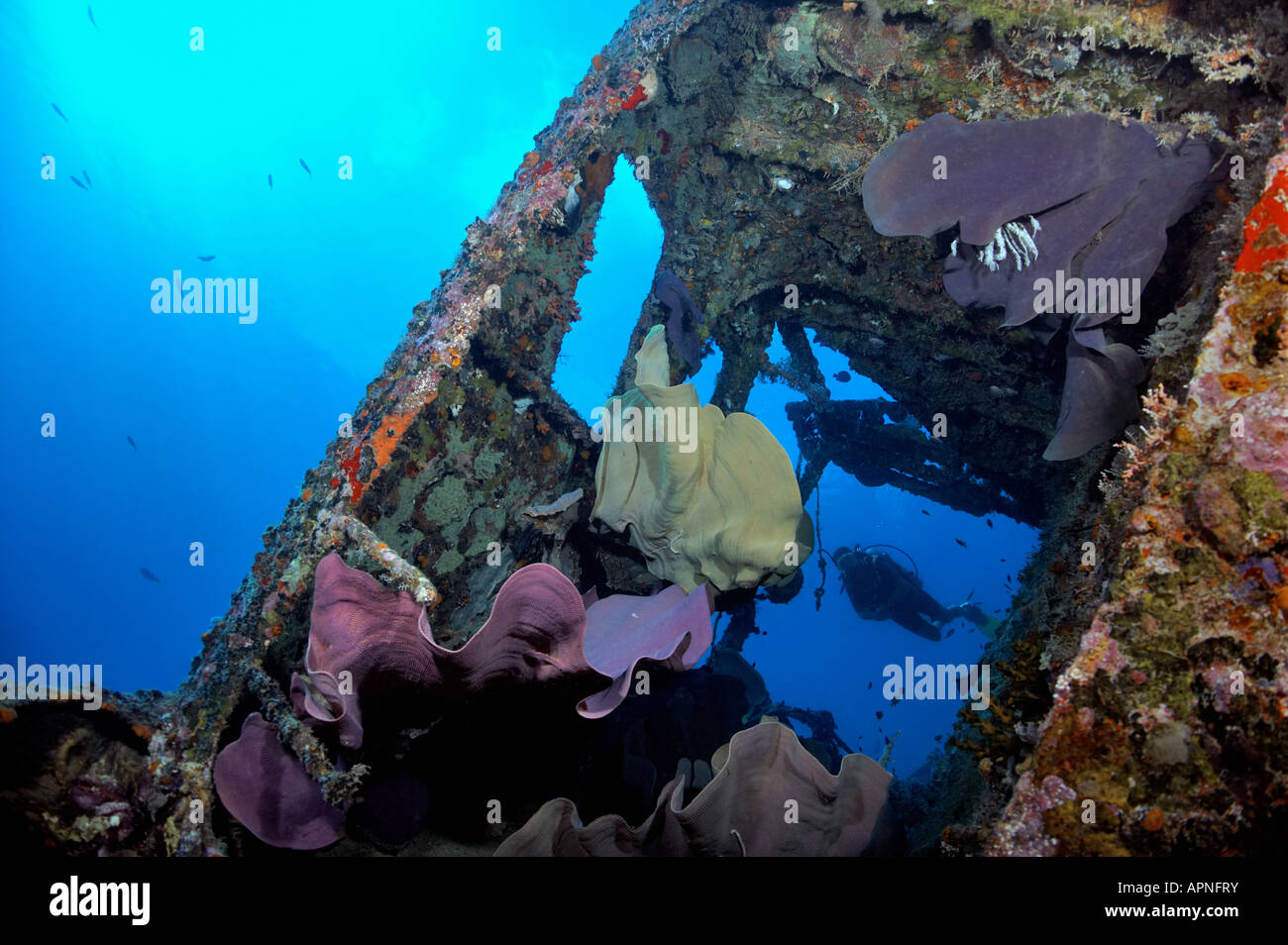 Auf The Ann Schiffbruch in der Russell-Inseln ist die seltsame Kohl-wie Koralle, Ianthella Basta eine Taucher fasziniert. Stockfoto