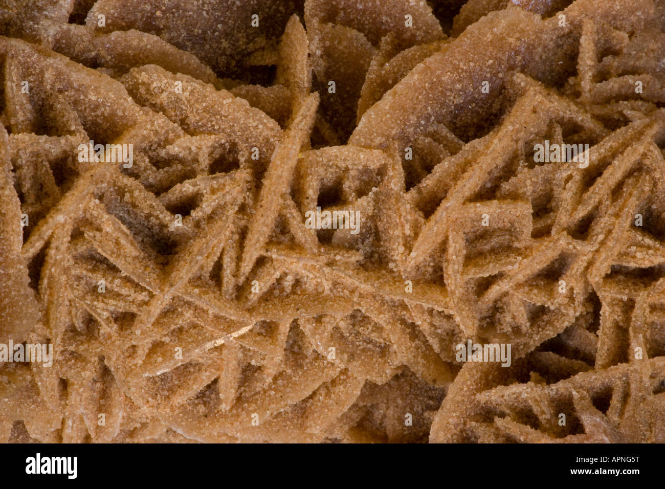 Selenit Desert Rose - Bou Saada - Algerien Stockfoto