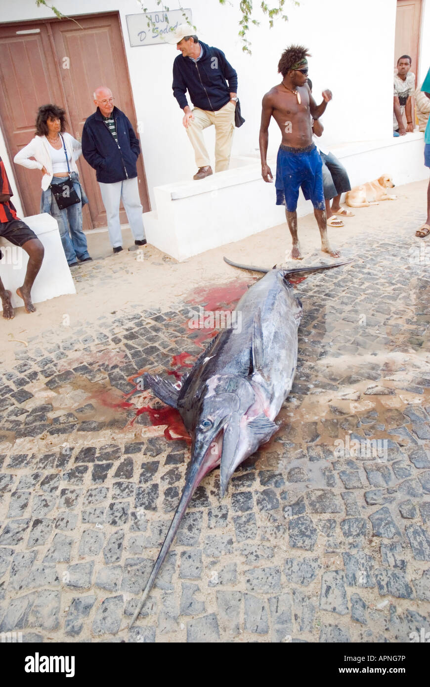 Eine Farbe Porträt eines frisch gefangenen blauen Marlin Fisches mit eine Menschenmenge um ihn herum in der Stadt Santa Maria, Kapverden. Stockfoto