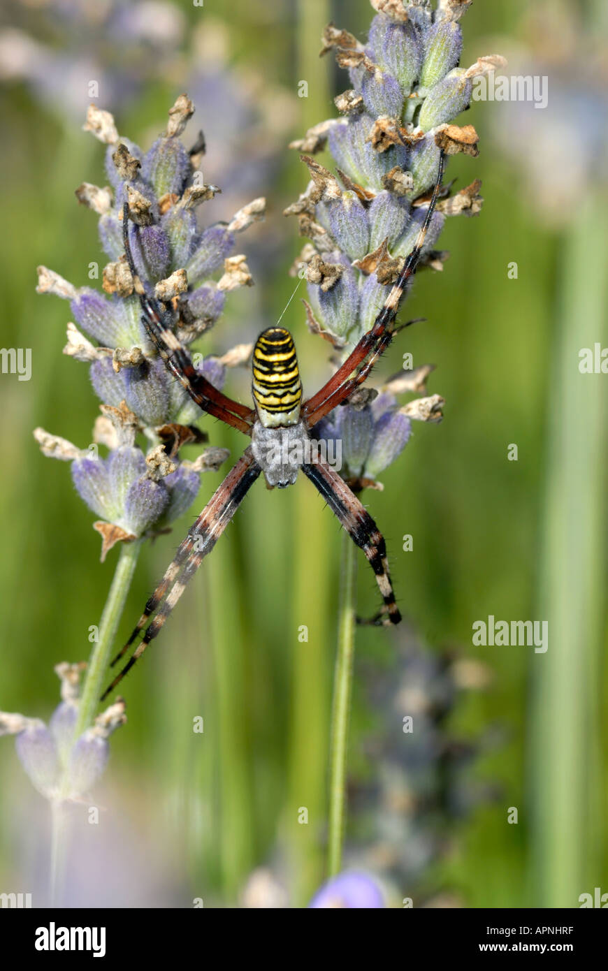 Weibliche 'Wasp Spider' Argiope Bruennichi auf Lavendel Stockfoto