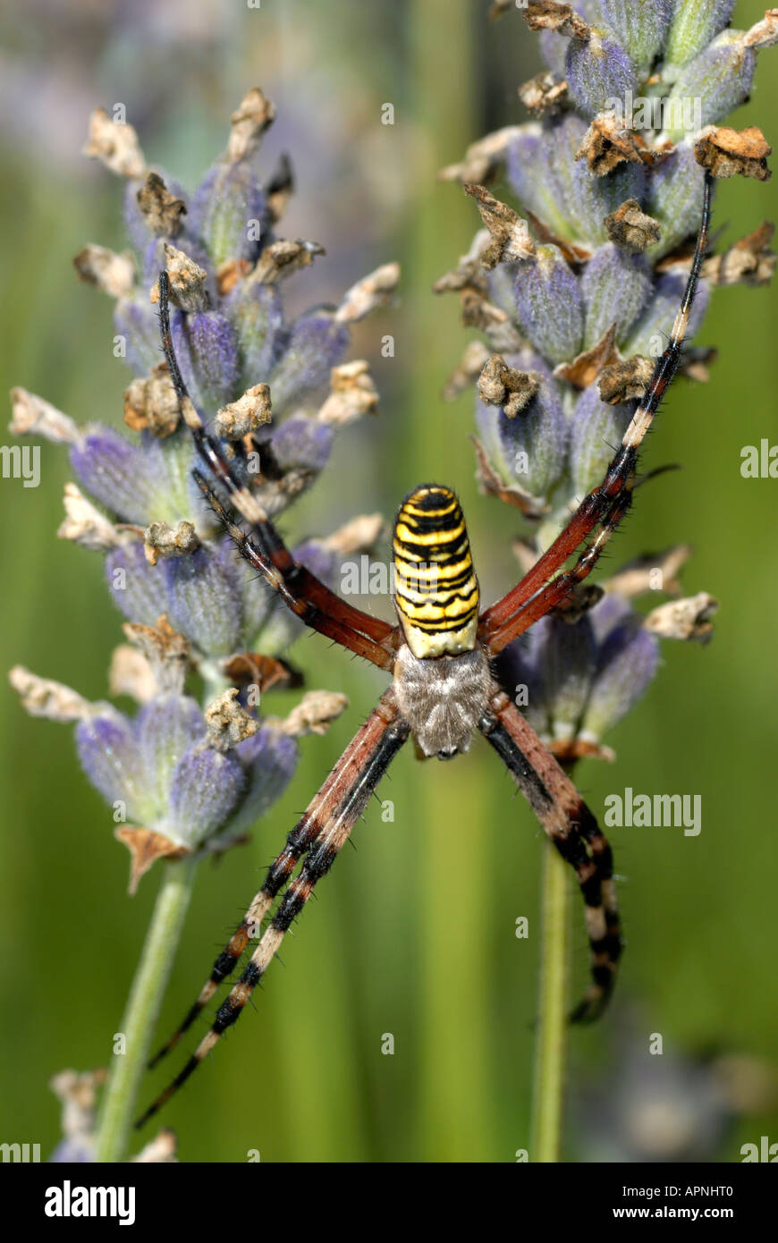 'Wasp Spider' Argiope Bruennichi auf Lavendel weiblich Stockfoto