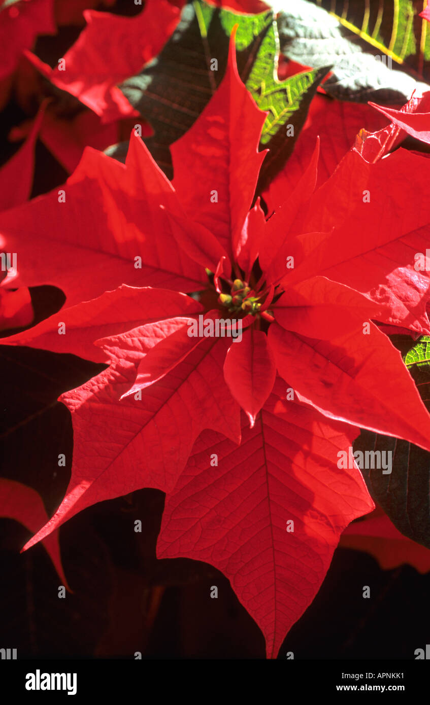 Leuchtende Weihnachtssterne Stockfotos Leuchtende