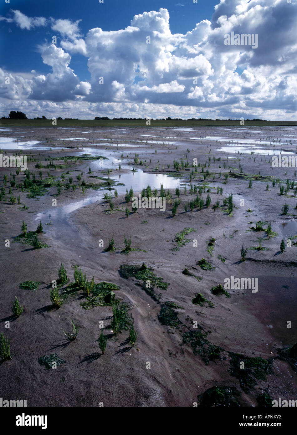 Wattenmeer wattenmeer Stockfoto