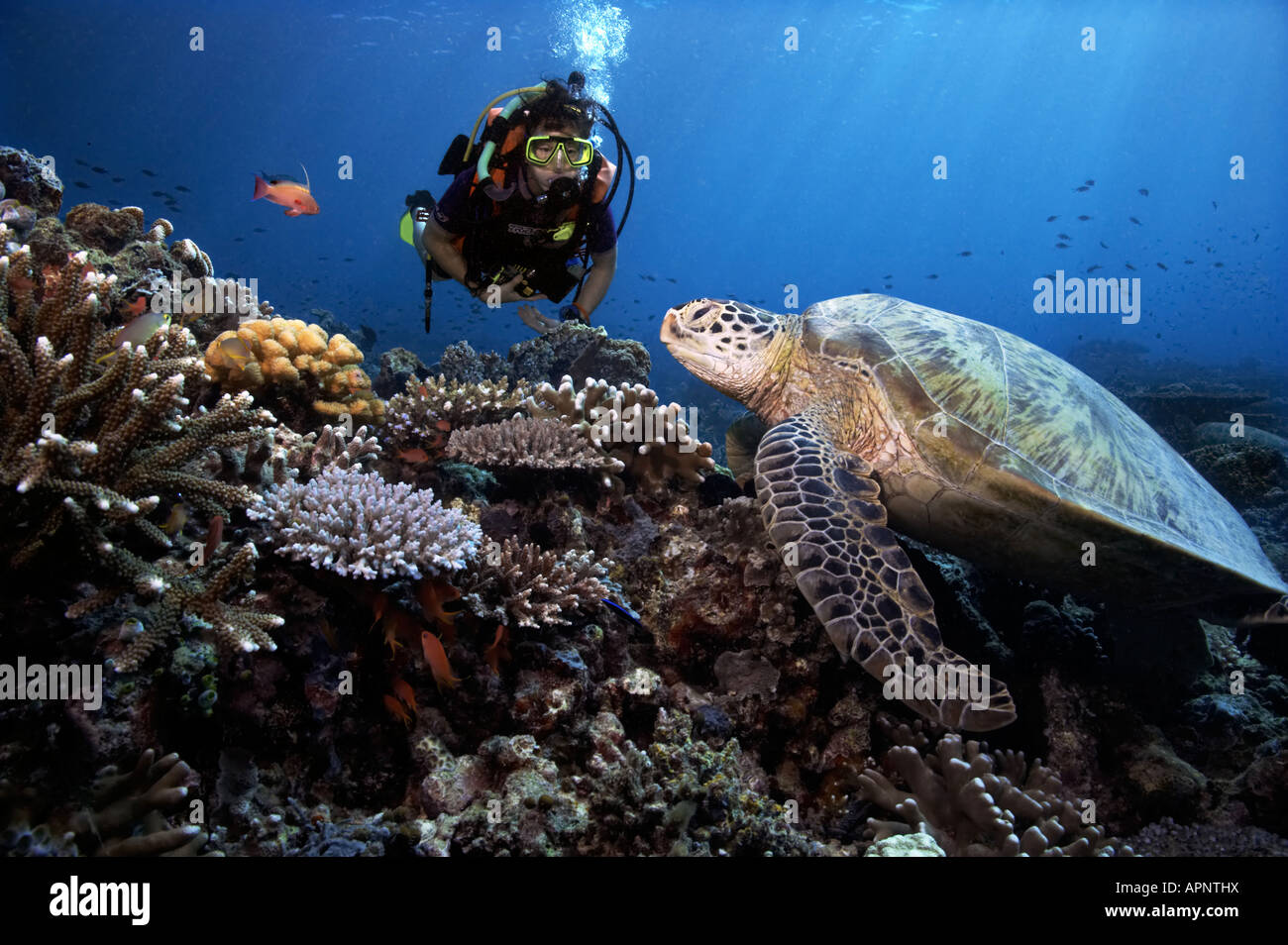 Eine Taucher beobachtet eine grüne Meeresschildkröte, da ruht er sich an den Korallenriffen von Sipadan Island, Malaysia. Stockfoto