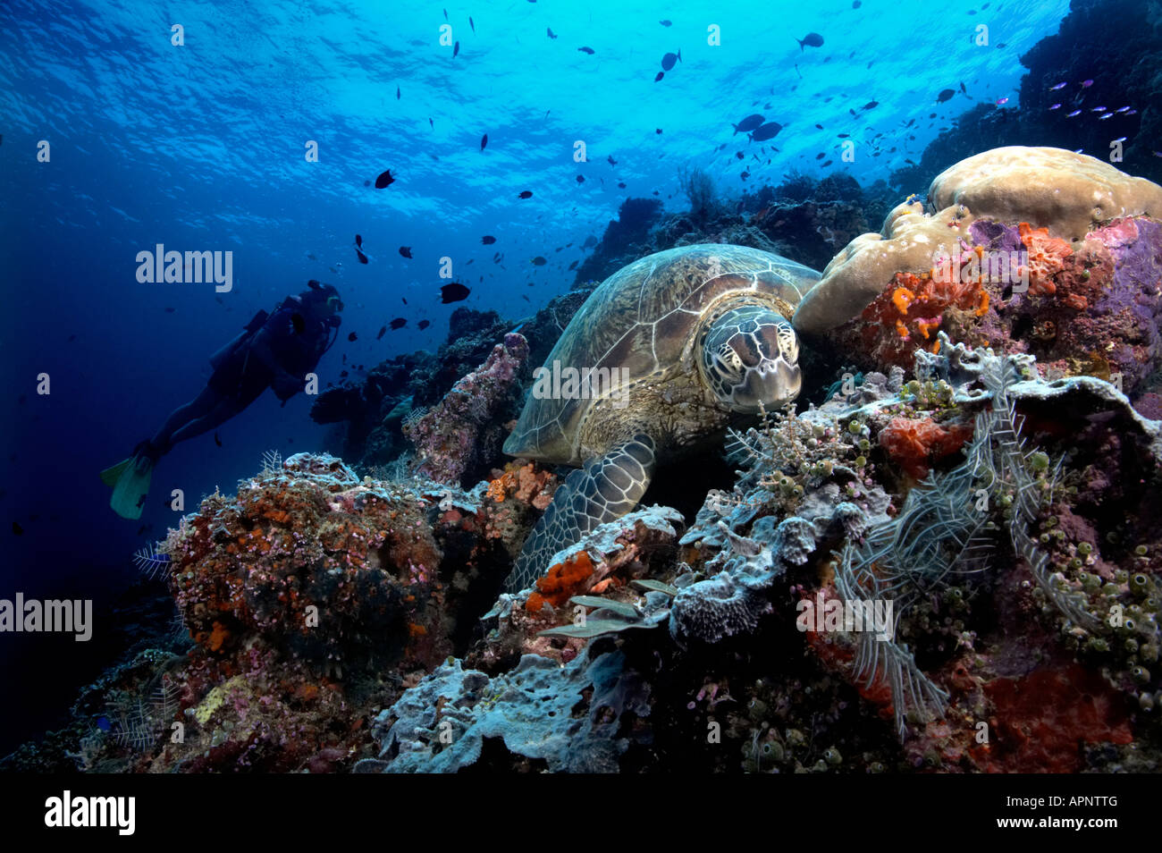 Eine grüne Meeresschildkröte hält auf seiner Reise als ein Taucher das Korallenriff auf Sipadan Island, Malaysia untersucht. Stockfoto