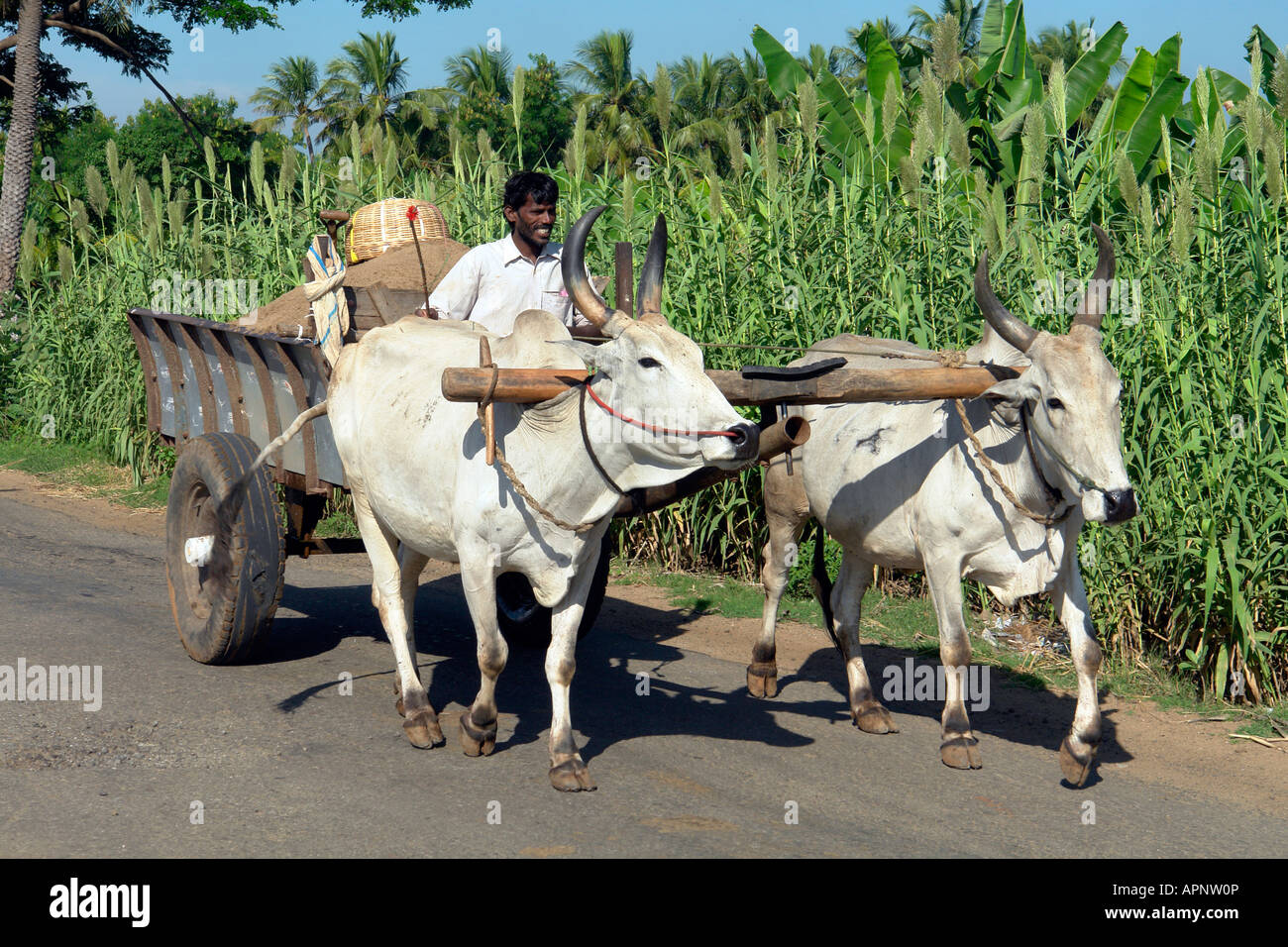 traditionelle indische Bullock Warenkorb Transport durch die Felder in der Nähe von trichy Stockfoto
