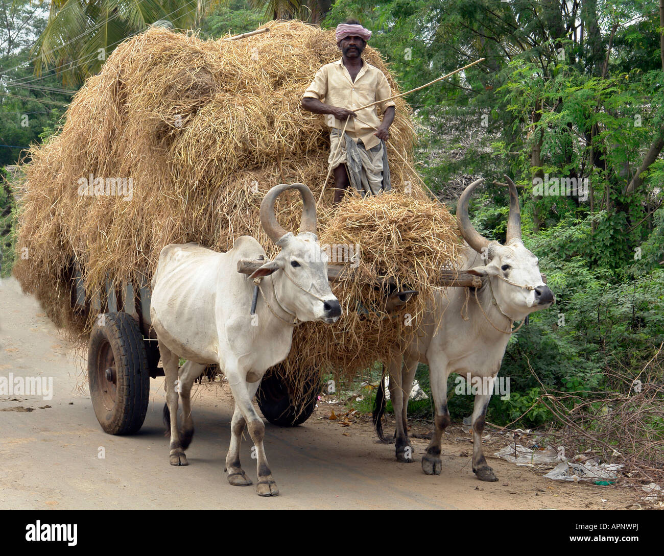 traditionelle indische Bullock Warenkorb Spedition Träger mit Fahrer in der Nähe von Trichy Indien Stockfoto