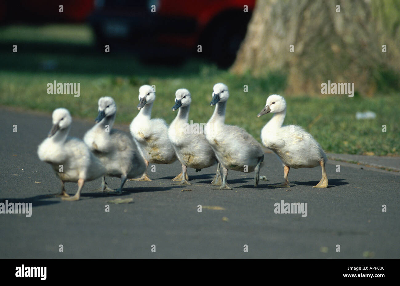 stumm schalten Sie Schwan (Cygnus Olor), Cygnets hintereinander über eine Straße gehen. Stockfoto