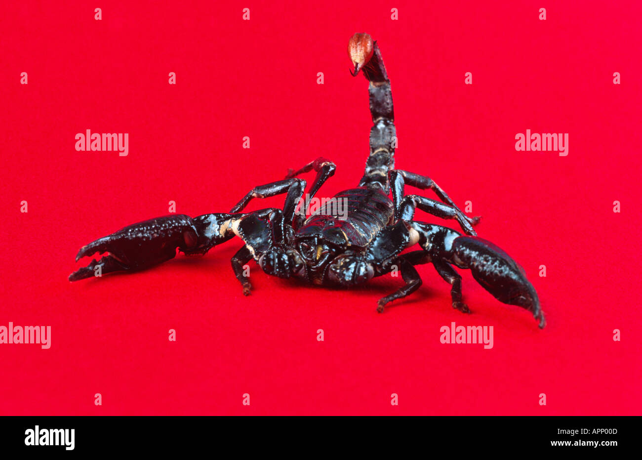 Gemeinsame Kaiser scorpion Pandinus imperator Ausschnitt Stockfoto