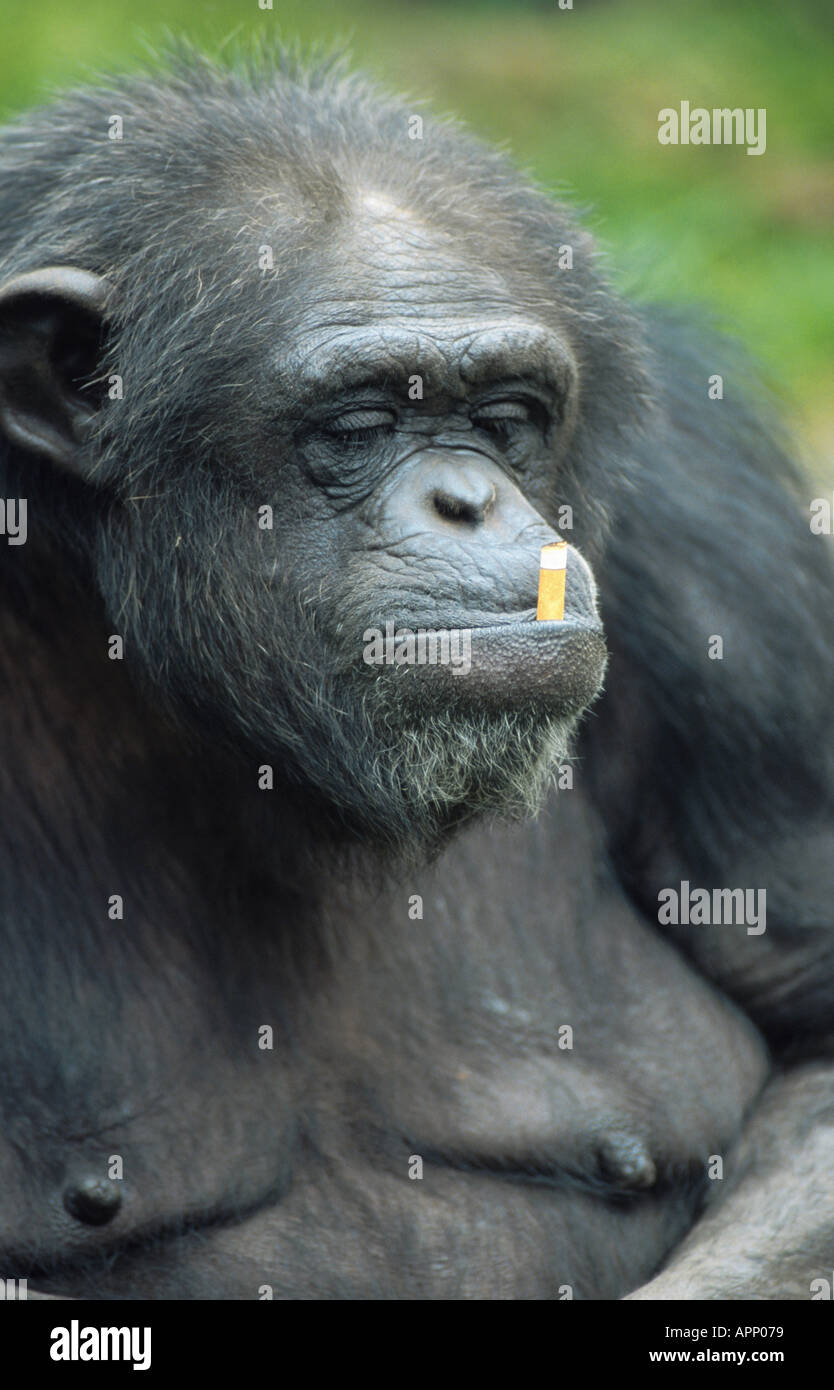 gemeinsame Schimpanse (Pan Troglodytes), mit Zigarette Stockfoto