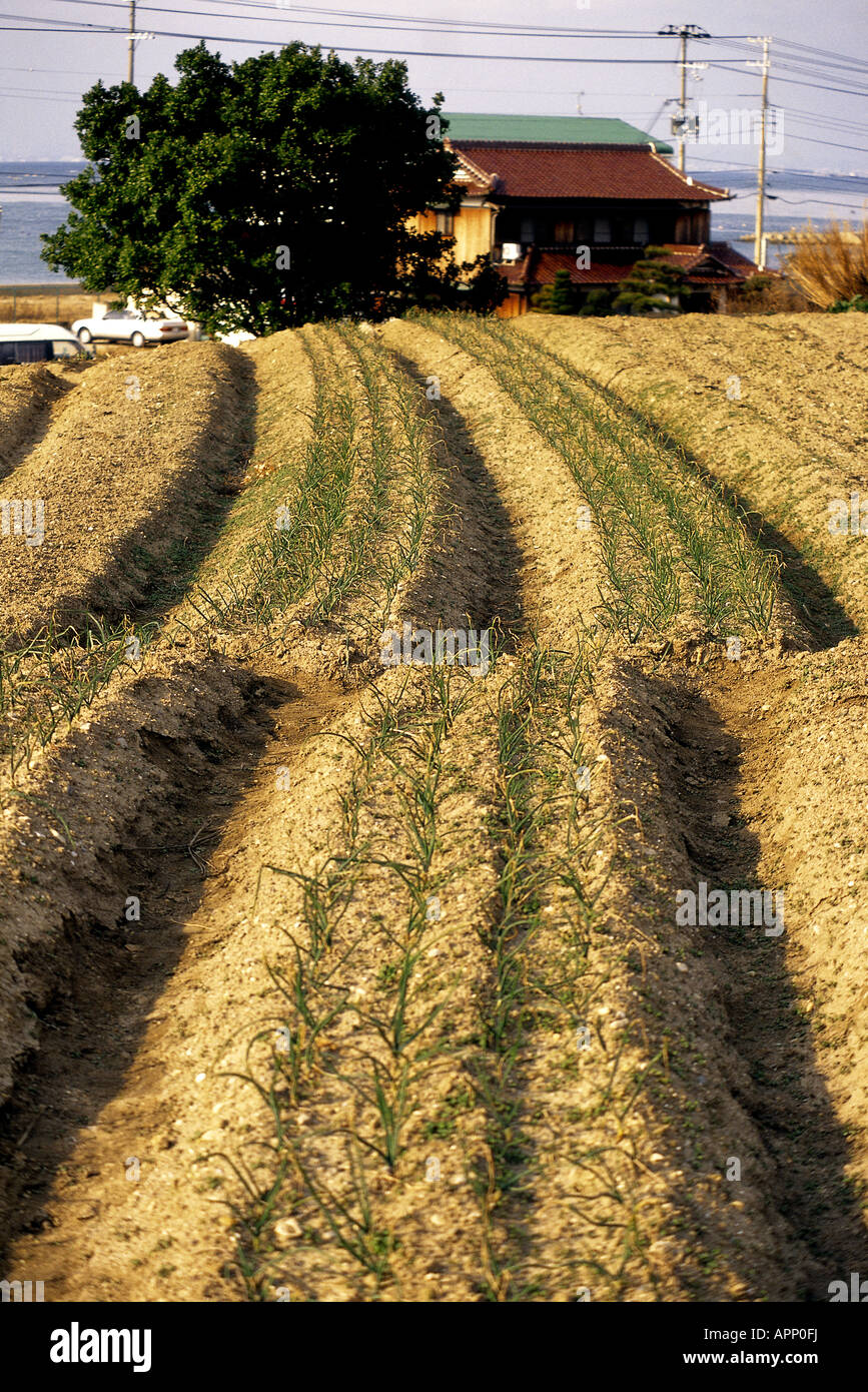 Die Bruchlinie Erdbeben verdrängen die Furchen eines Frühlingszwiebel Felds in Japan. Stockfoto