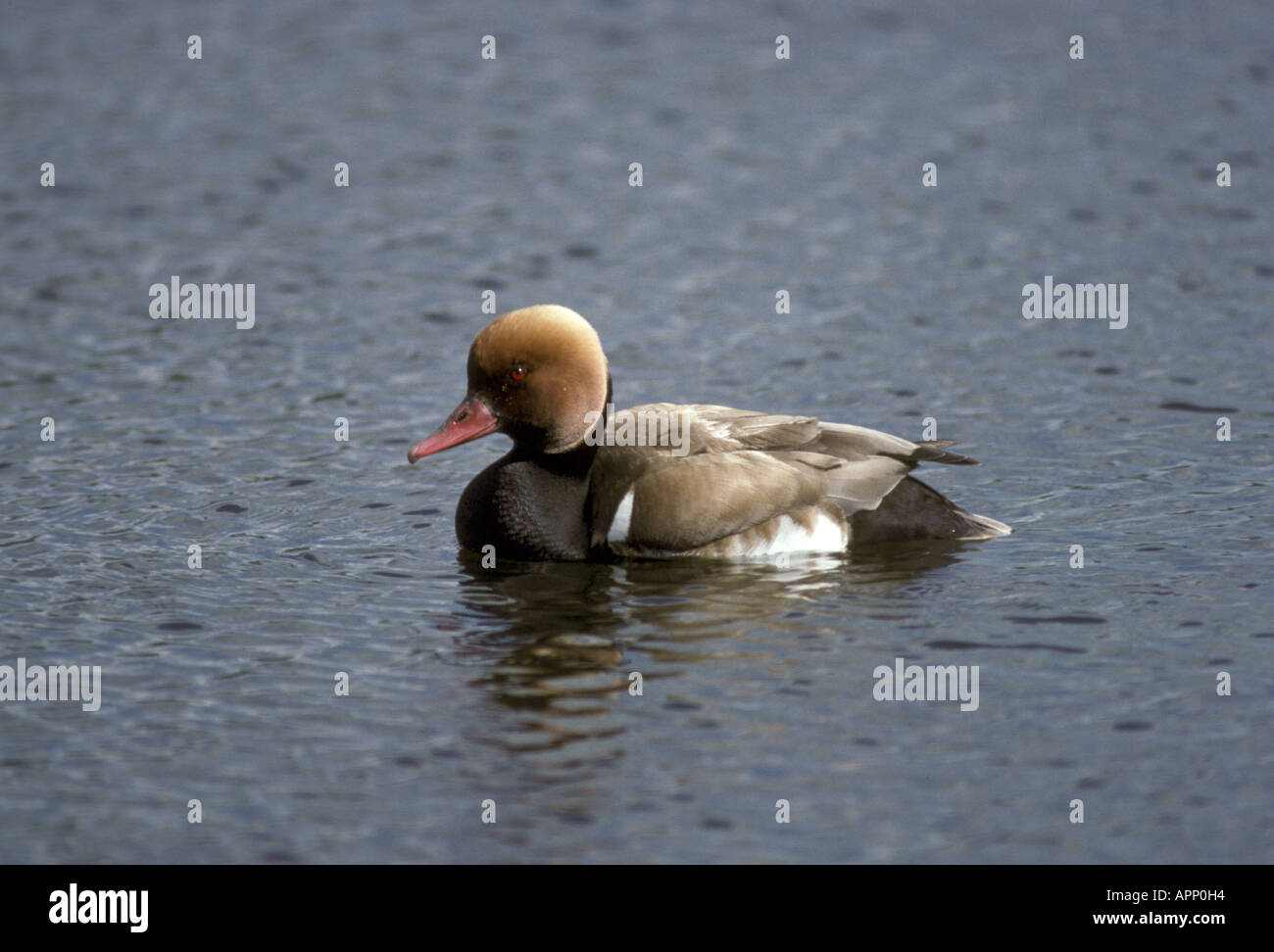 Rot crested Tafelenten Netta Rufina männlich Stockfoto