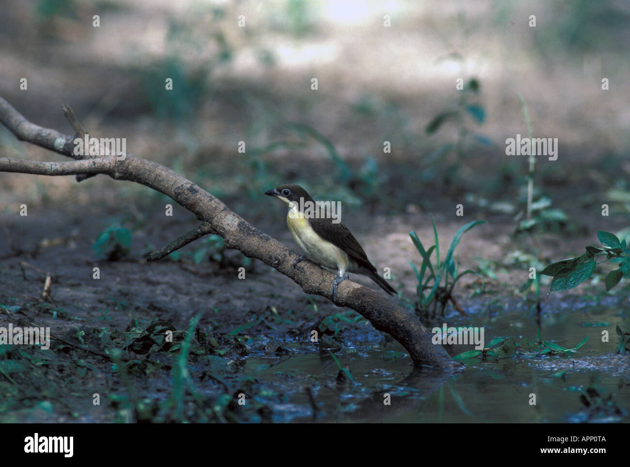 Größere Honeyguide Lämpchen Lämpchen Juvenile Stockfoto