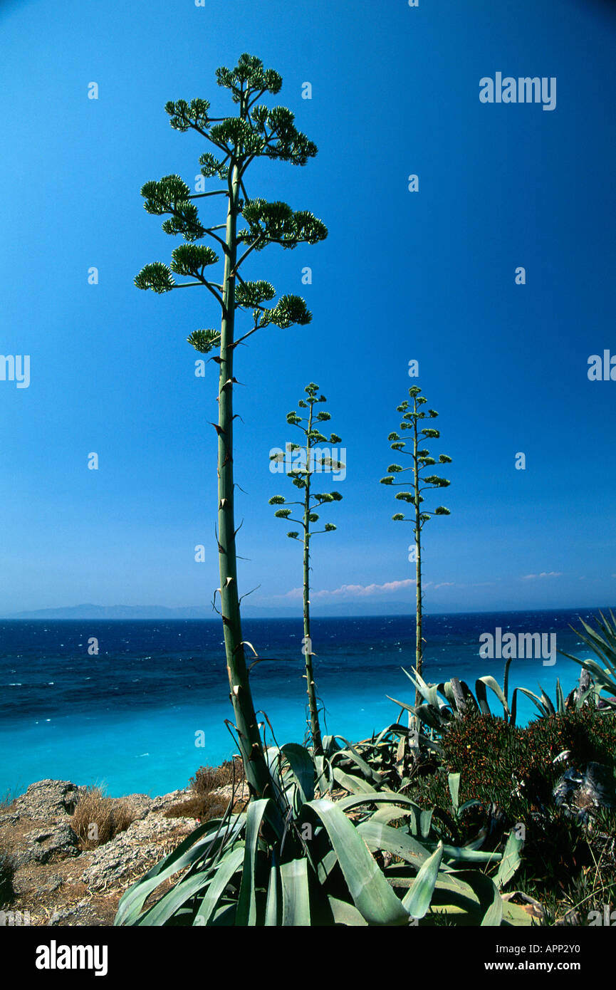 Agaven blhen -Fotos und -Bildmaterial in hoher Auflsung  Alamy