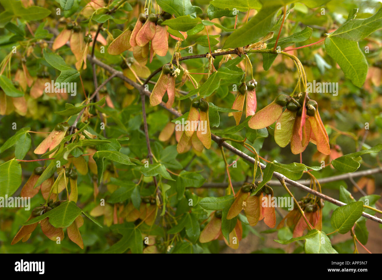 Früchte der Acer Monspessulanum (Montpellier Ahorn), Spanien Stockfoto