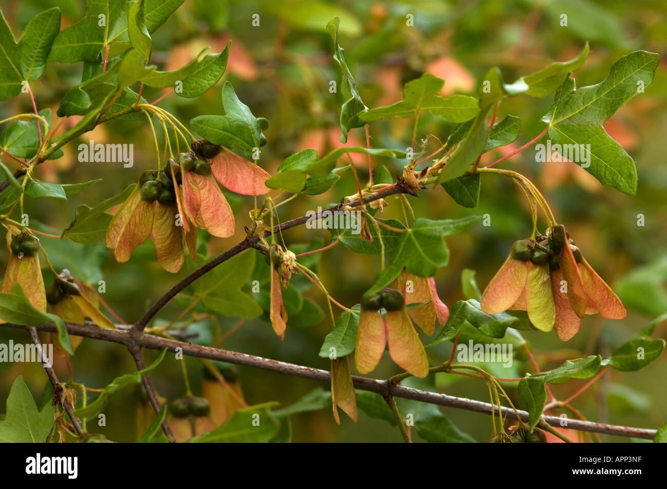 Früchte der Acer Monspessulanum (Montpellier Ahorn), Spanien Stockfoto