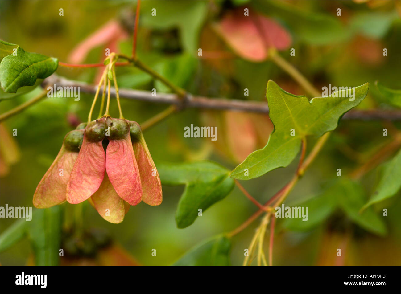 Früchte der Acer Monspessulanum (Montpellier Ahorn), Spanien Stockfoto