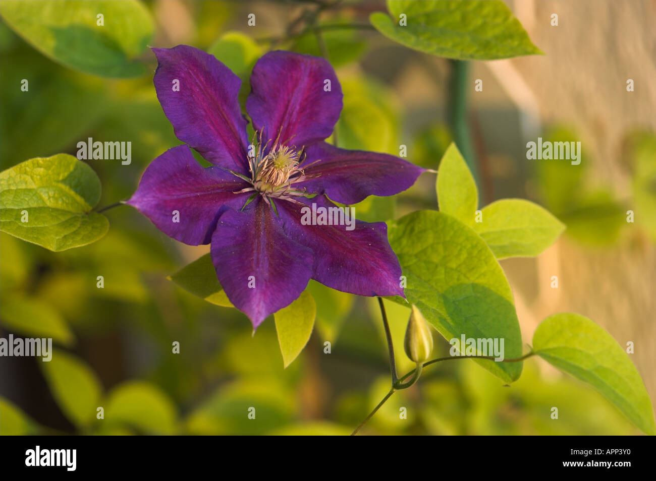 Lila Clematis Garten Blume, Spanien Stockfoto