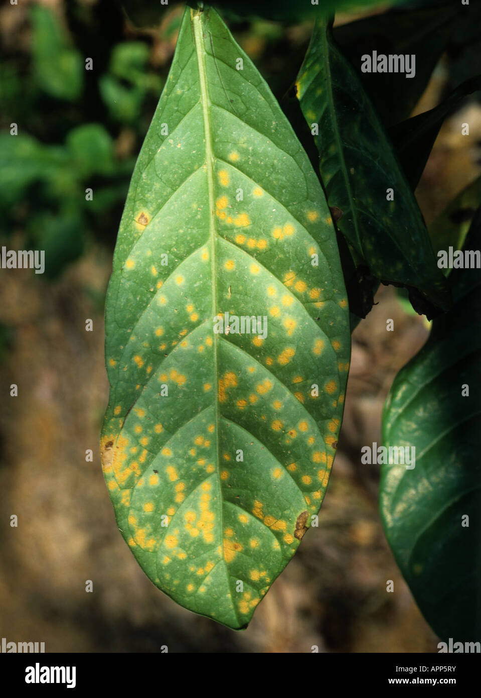 Necrotische Flecken von Kaffeerost Hemileia vastatrix auf der Oberseite eines Kaffeeblatts Stockfoto