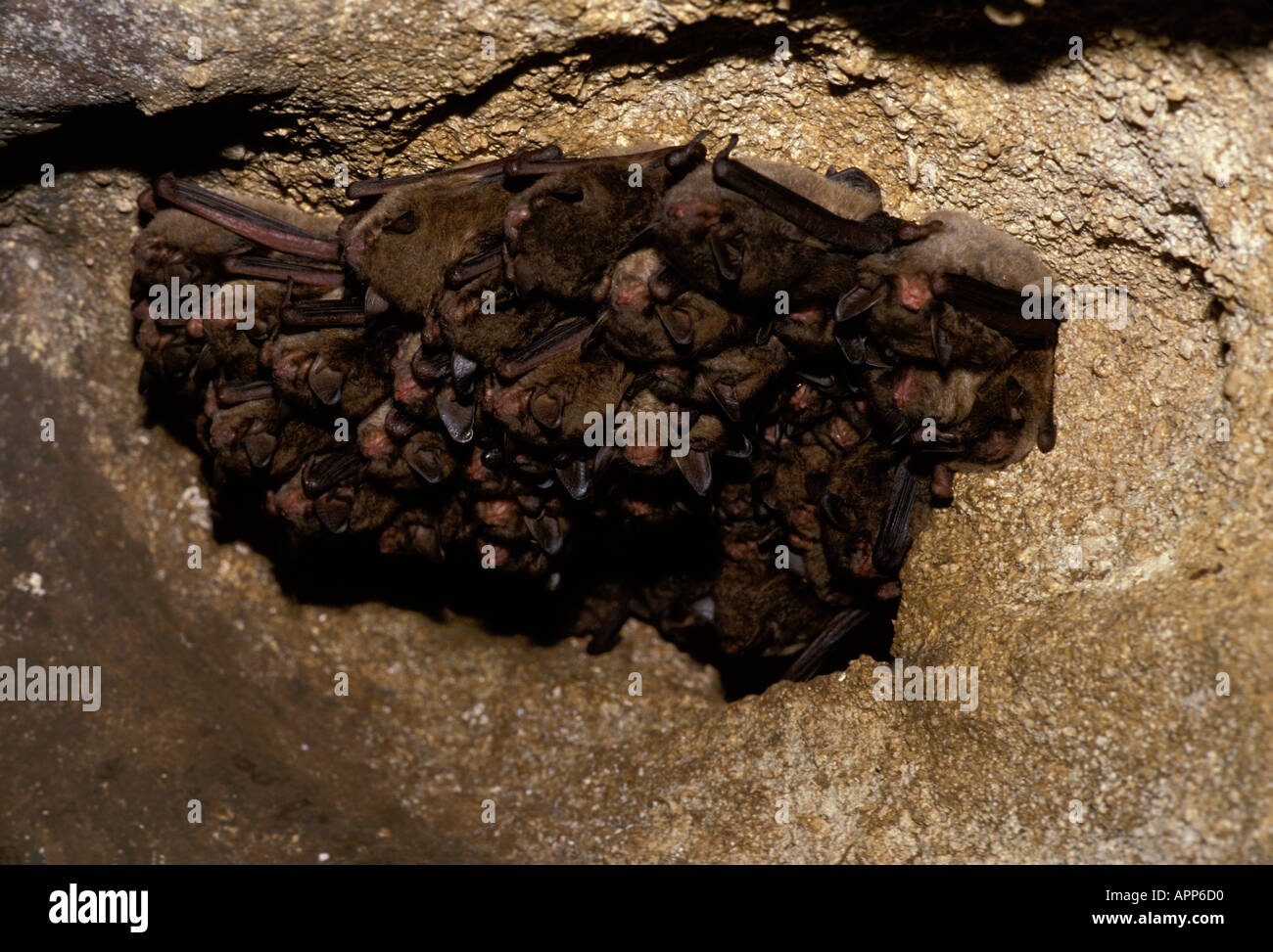 Cluster von Indiana Fledermaus (Myotis Sodalis) Welpen und Mütter schlafen im Fels dicht gepackt, Boone Cave in Missouri Stockfoto