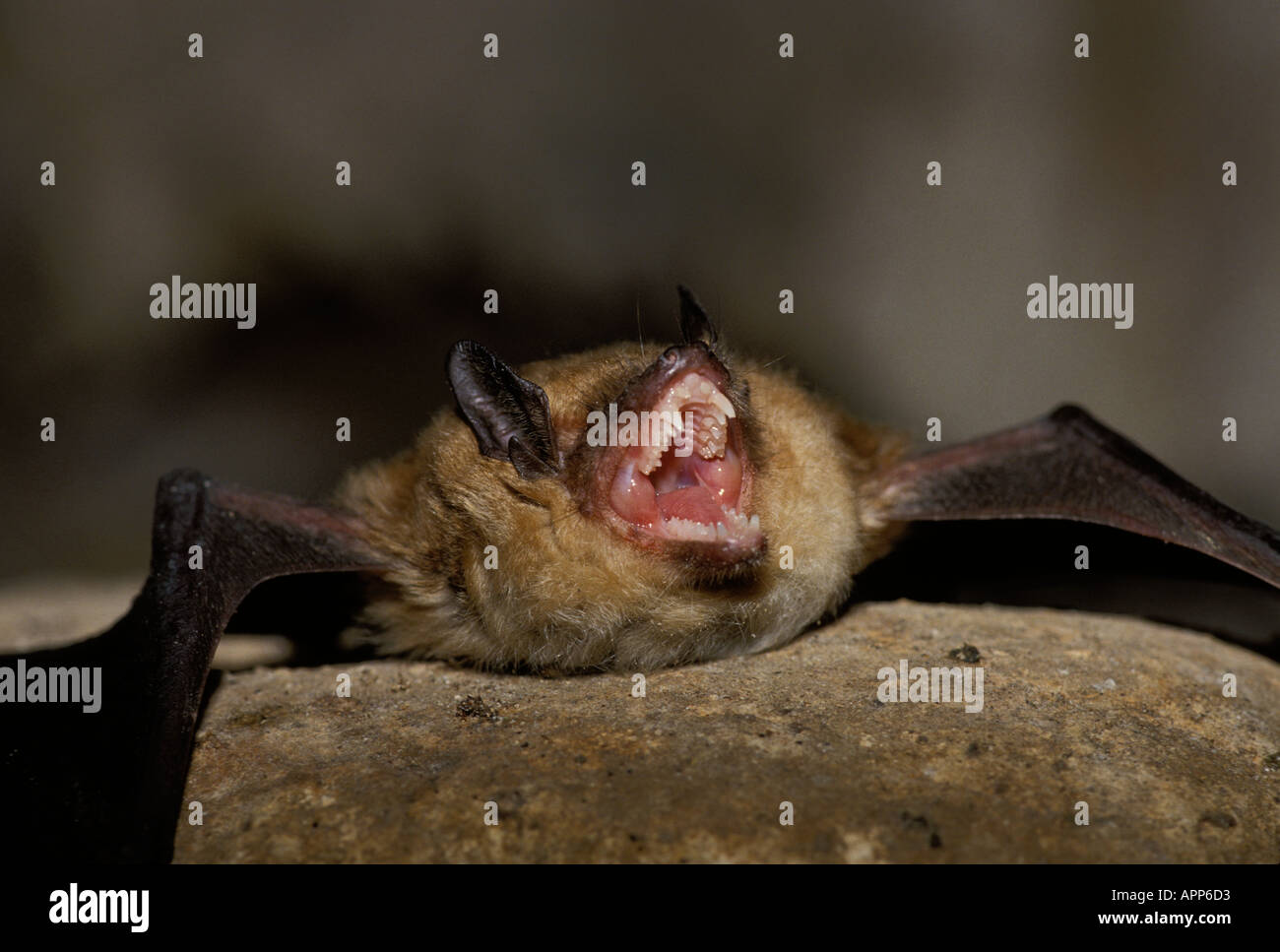 Big Brown Fledermaus (Eptesic euscus) auf Steinflügeln liegend - weit gestreckter Kopf und Mund mit vielen scharfen Zähnen MO Stockfoto