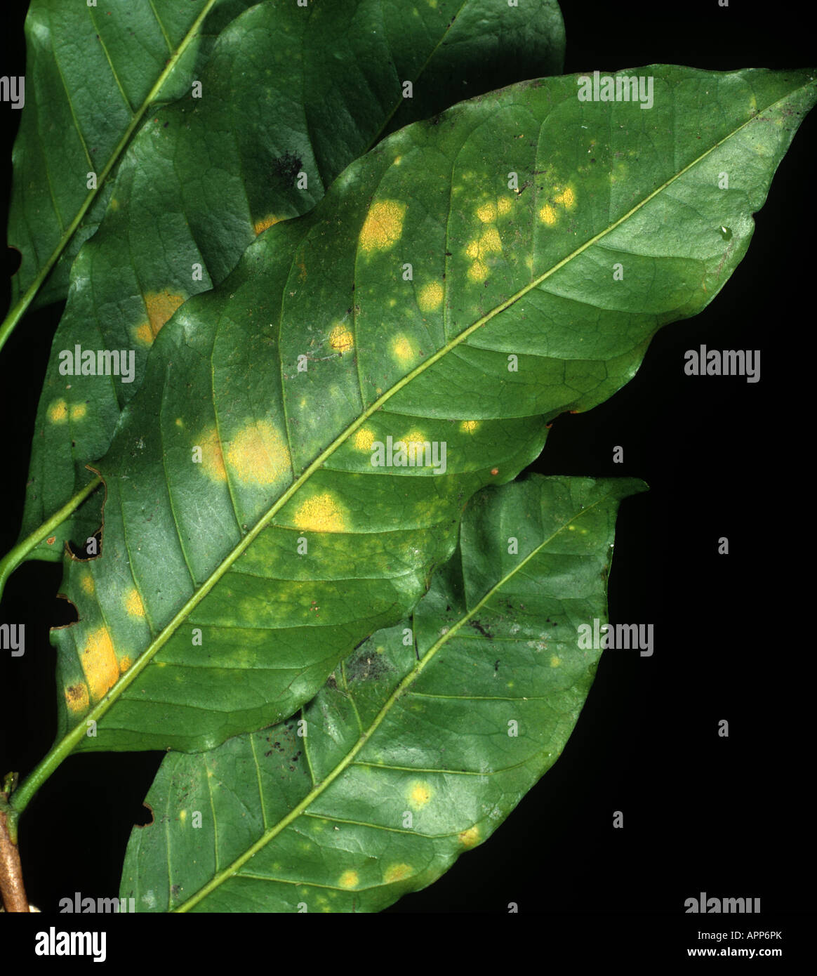 Pusteln Kaffee rosten Hemileia Vastatrix auf der Unterseite eines Blattes Kaffee Kolumbien Stockfoto