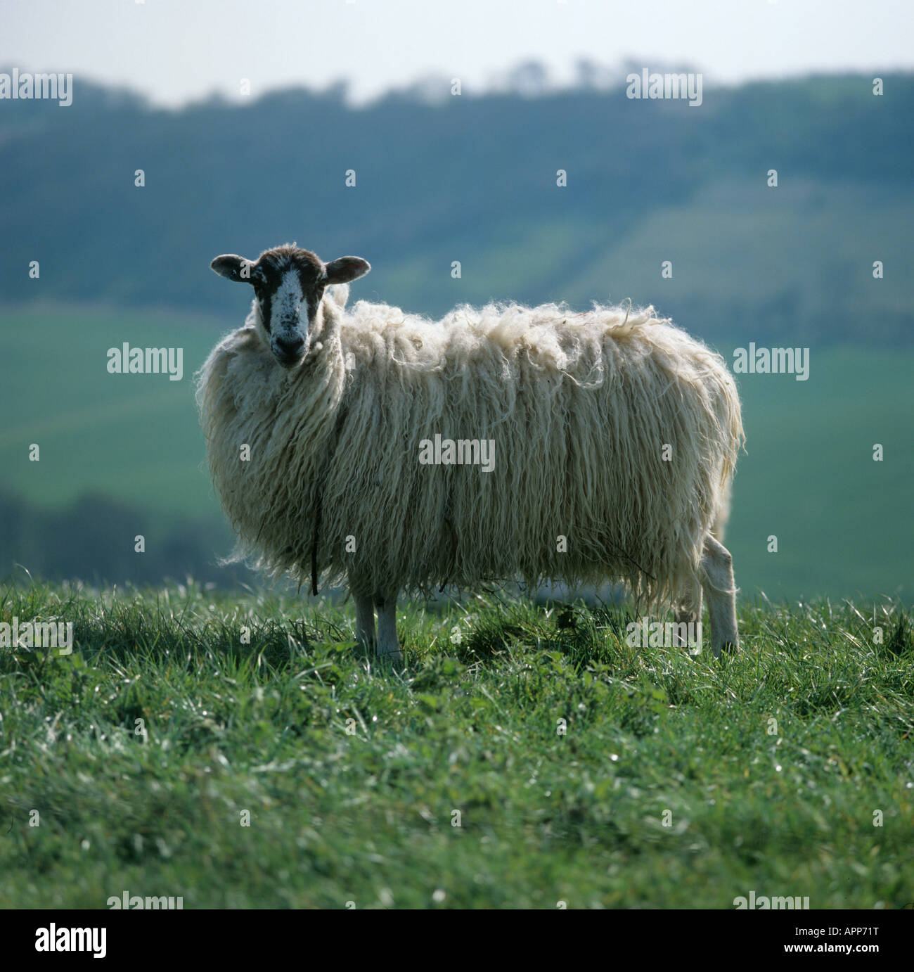 North Country Maultier Ewe auf Rasen mit langen wolle vor Scheren Stockfoto
