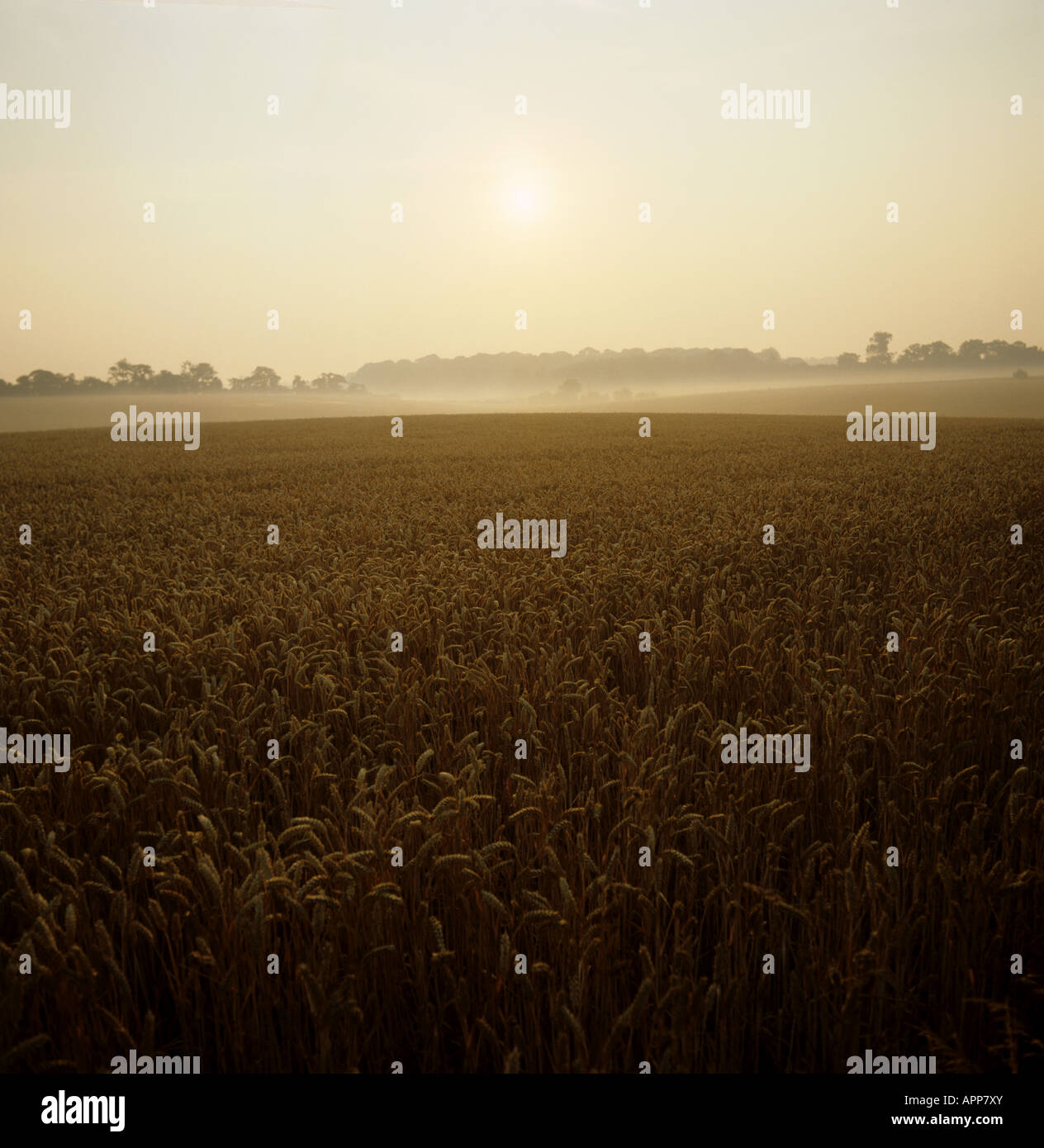 Blick über Reife Weizenernte auf einem nebligen roter Sonnenaufgang im Sommer Berkshire Stockfoto
