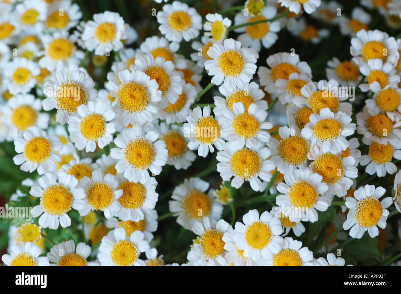 Schaltfläche "Chrysantheme wissenschaftlichen Namen Chrysanthemum Morifolium Familie Asteraceae Herkunft China Japan dsc 8446 Stockfoto