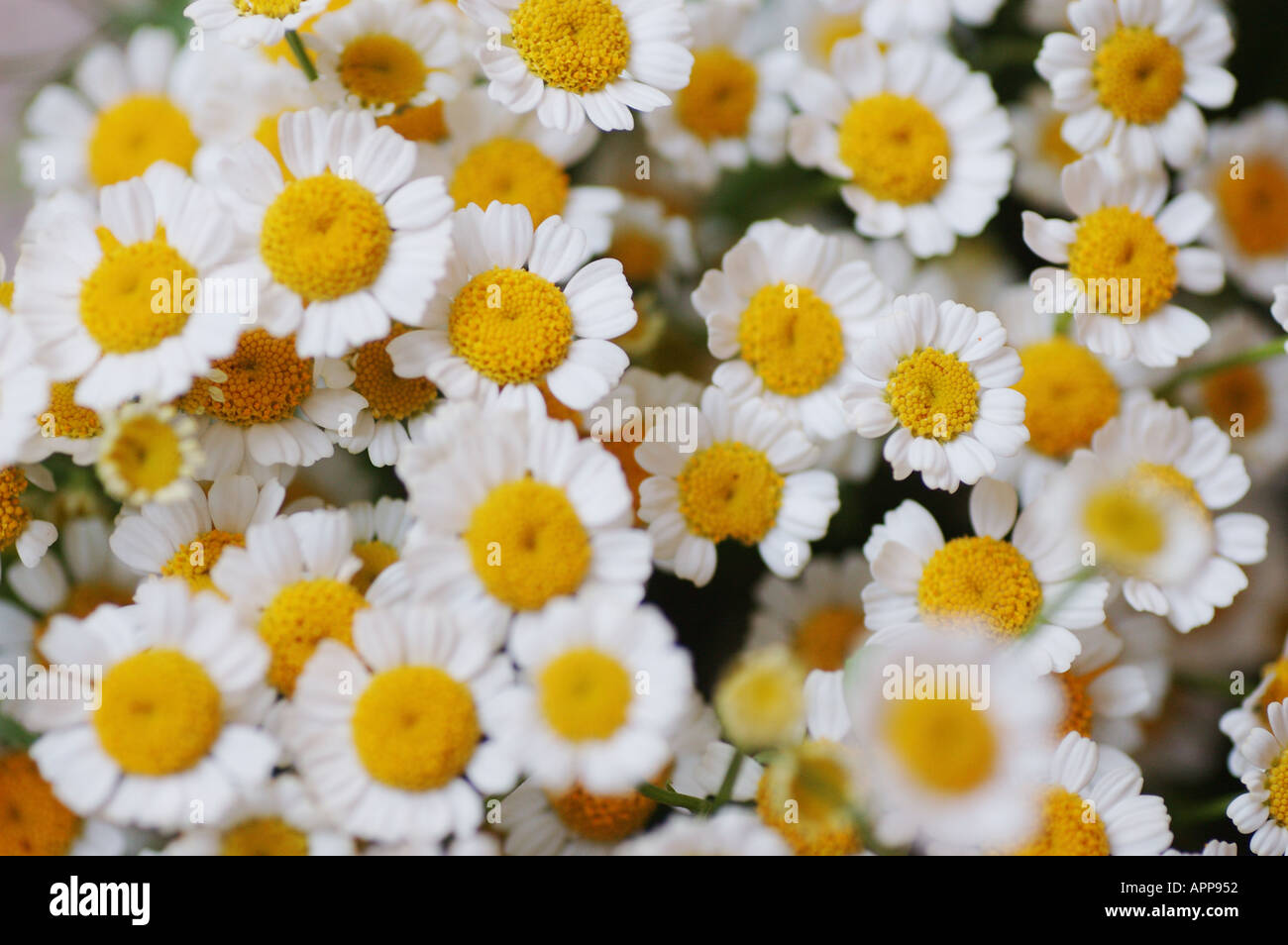 Schaltfläche "Chrysantheme wissenschaftlichen Namen Chrysanthemum Morifolium Familie Asteraceae Herkunft China Japan dsc 8455 Stockfoto