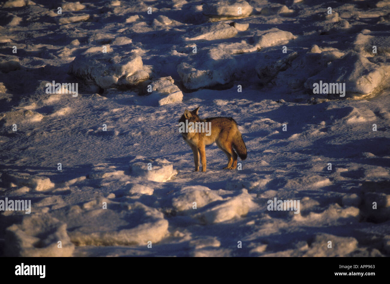 Coyote Canis Latrans entlang Ufer Eis im Winter Kachemak Bay Kenai-Halbinsel Cook Inlet Alaska Stockfoto