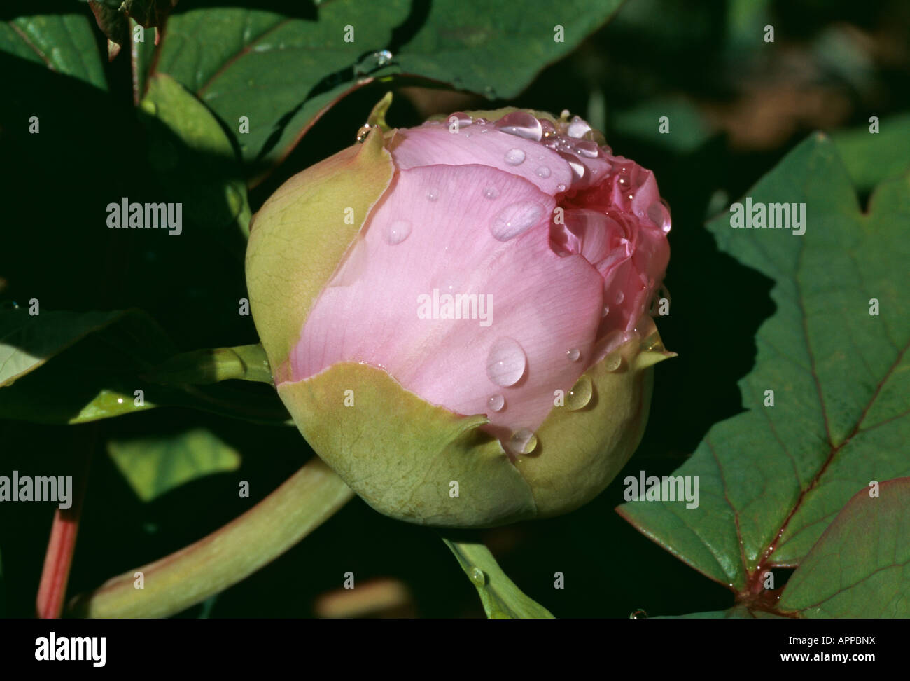 Paeonia rosa Knospe mit Regen Tropfen Schönheit in der Herstellung Stockfoto