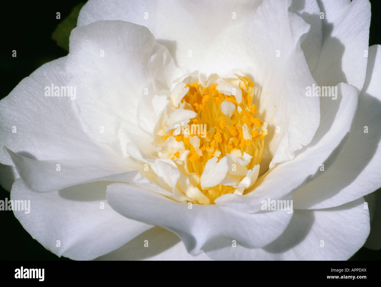 Camellia Japonica reine weiße Pracht mit einem warmen gelben Herzen Stockfoto