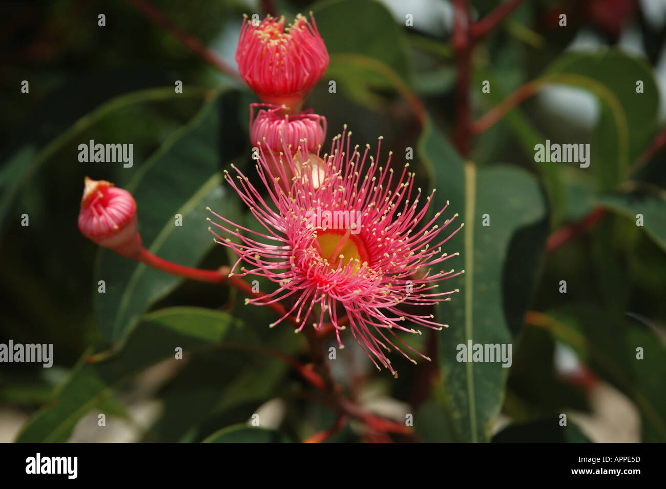 Eukalyptus Ptychocarpa Sumpf Bloodwood dsc 9217 Stockfoto