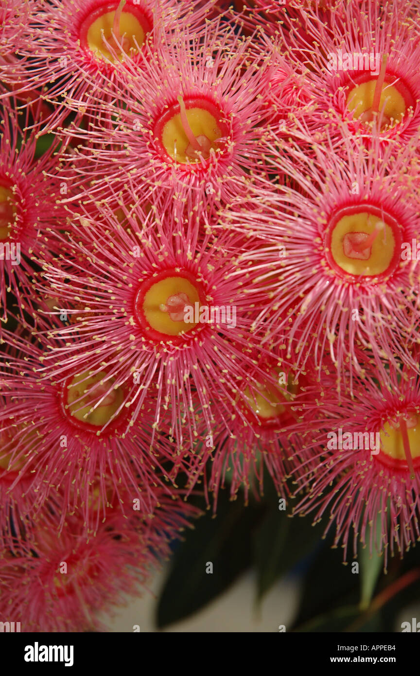 Eukalyptus Ptychocarpa Sumpf Bloodwood dsc 9252 Stockfoto