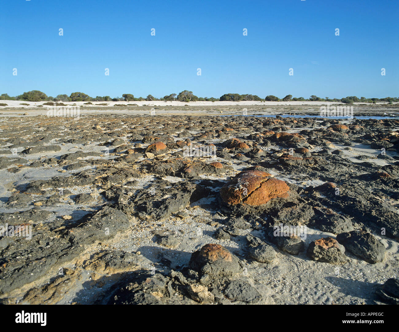 Stromatolithen felsigen Massen von Blaualgen einige tausend Jahre alt und Beispiele für eines der ältesten Lebewesen auf Hamelin Pool Stockfoto