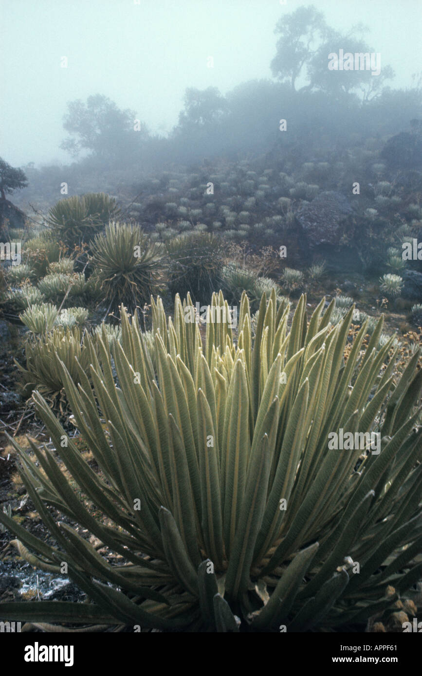 Nebeliger Tag inmitten nasser tropischer alpiner Vegetation namens Paramo in den Anden (Cordillera de los Andes) in Venezuela. Espeletia schultzii im Vordergrund. Die Gattung Espeletia („frailejón“) ist endemisch in den Anden Venezuelas, Kolumbiens und Ecuadors. Stockfoto