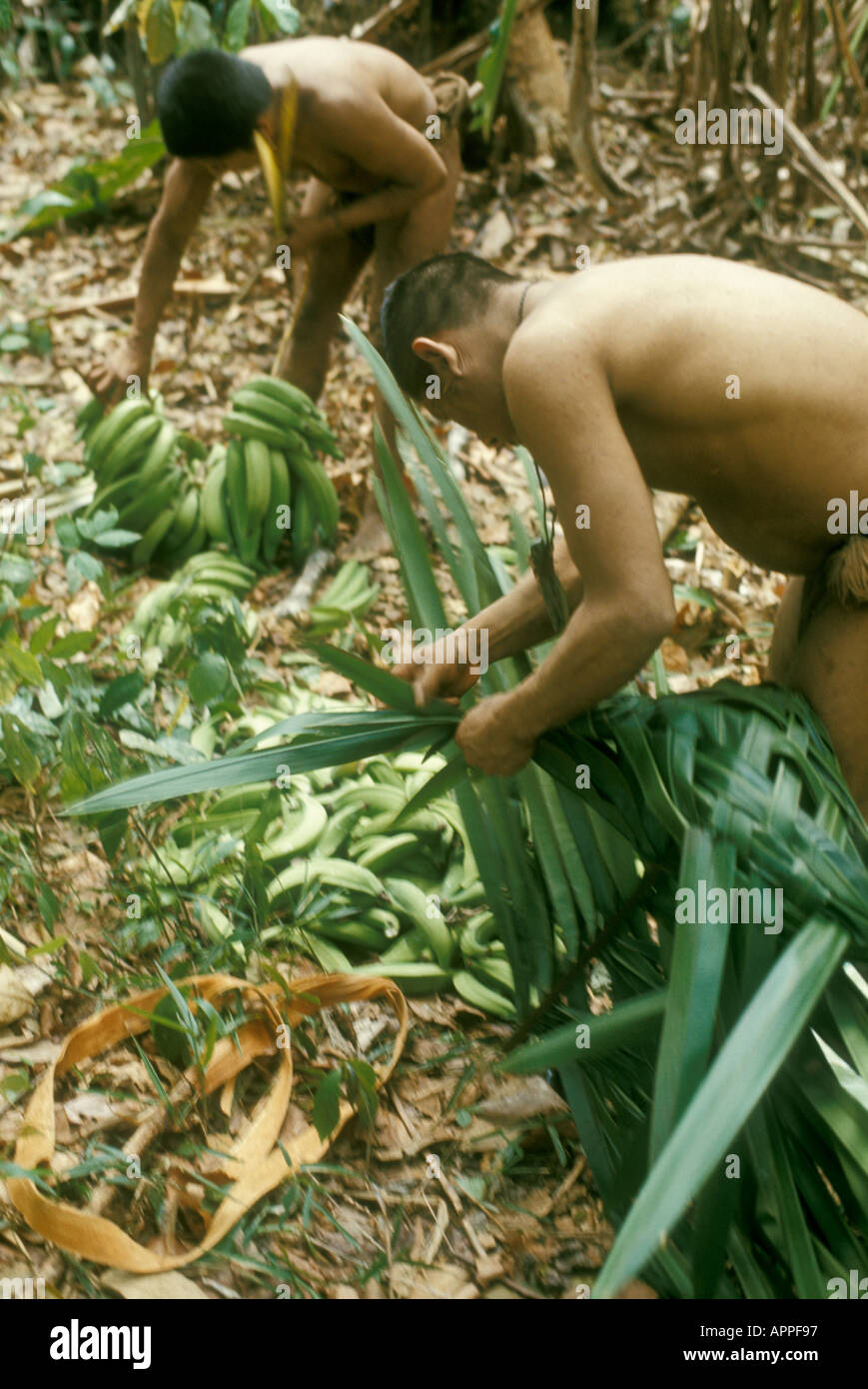 Verwendung von Waldprodukten durch die indigenen Bewohner Venezuelas Hoti (Hodi): Menschen, die einen Palmblattkorb für Bananen herstellen Stockfoto