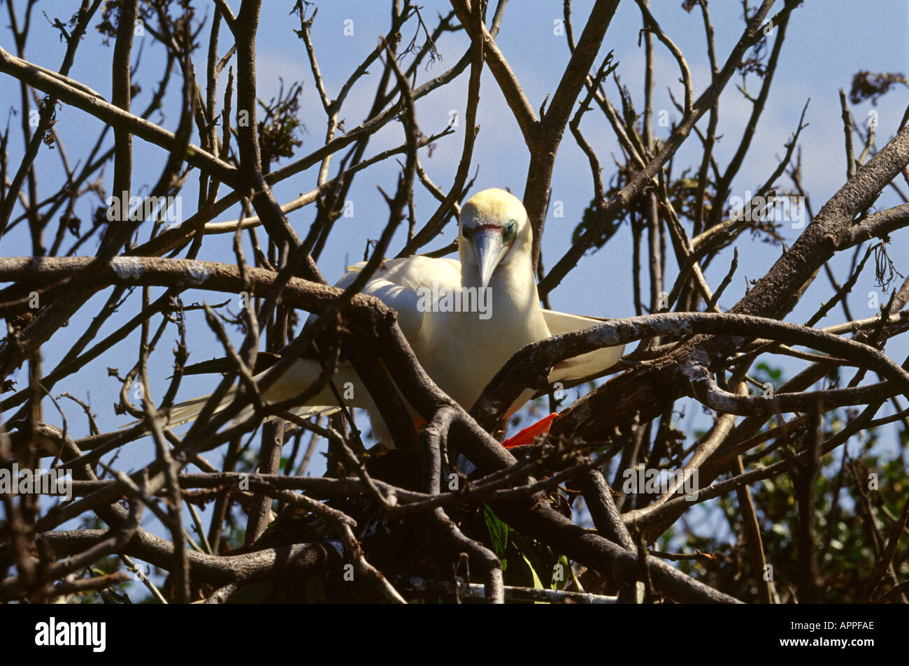 Red Footed Booby Vogel in der Nähe von Caye Caulker Belize in Mittelamerika Stockfoto