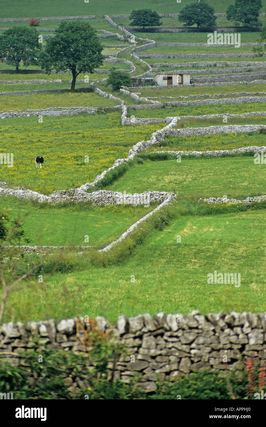 Schmale Peak District Felder geteilt durch Steinmauern ein paar Bäume stehen eine Kuh und eine Steinhütte in den Bereichen Chelmorton Stockfoto