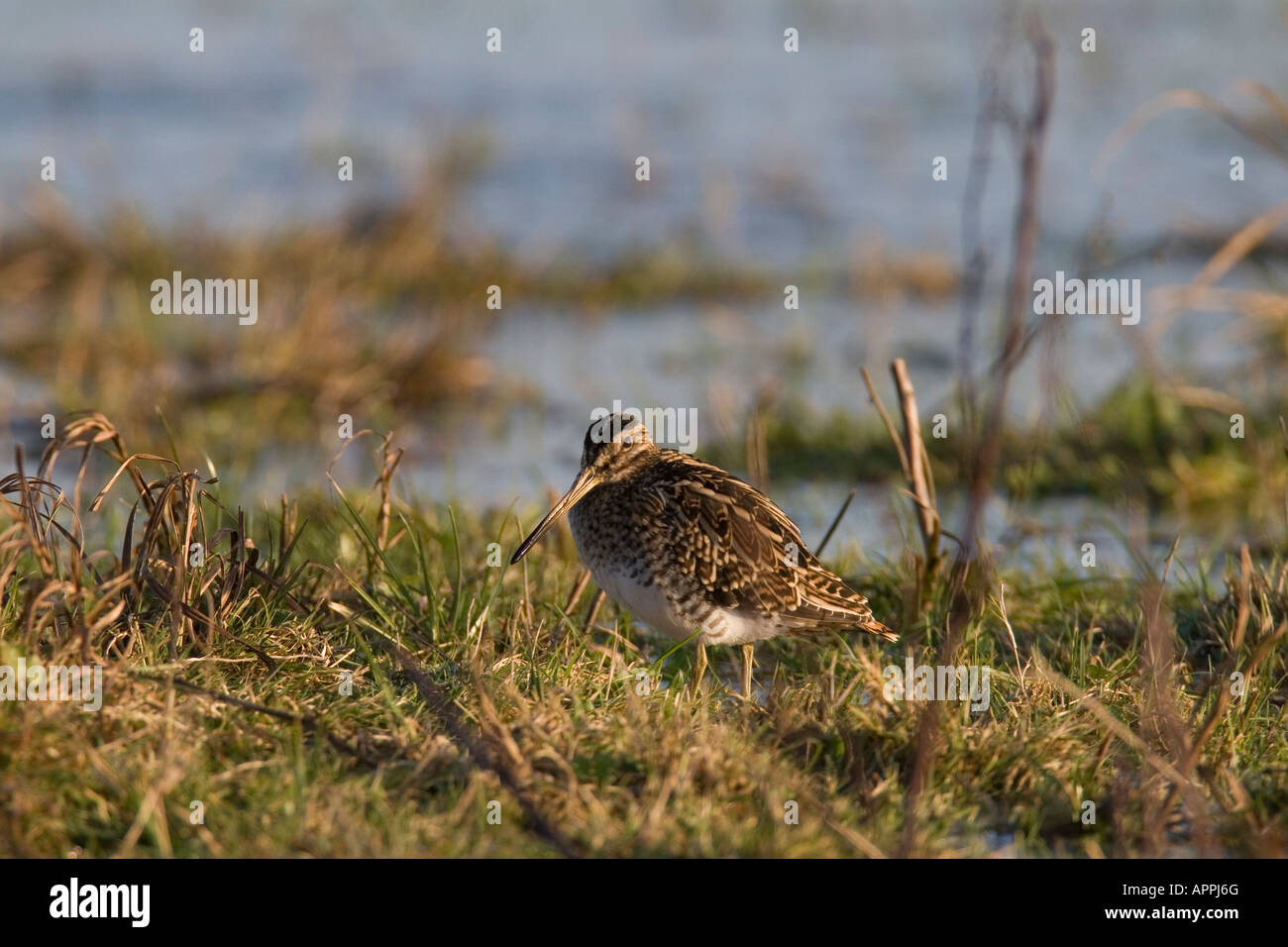 SCHNEPFEN GALLINAGO GALLINAGO SPAZIERGANG DURCH SUMPFIGEN BODEN Stockfoto