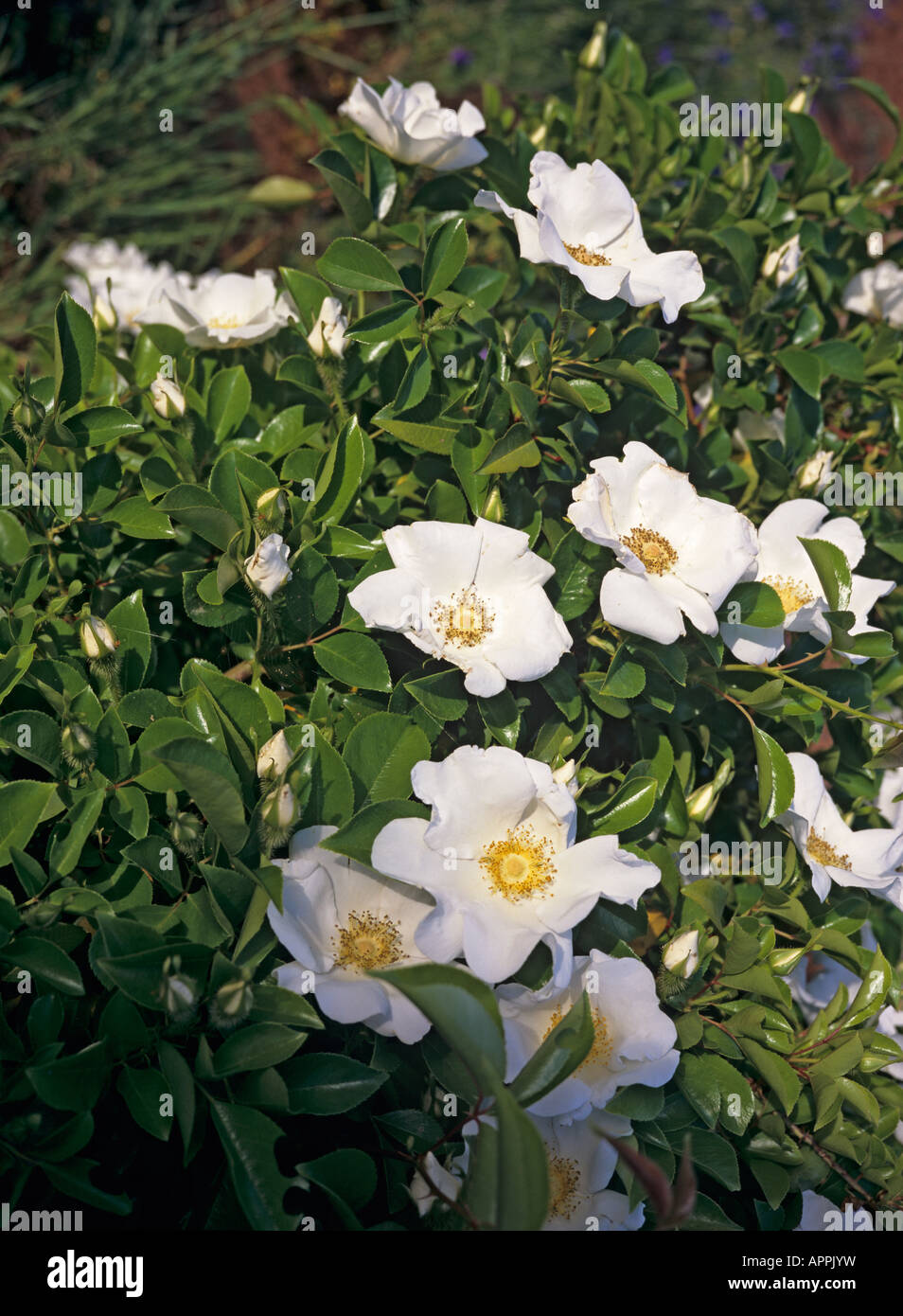 Eine ziemlich seltene immergrüne weiße Strauchrose Bracteata oder die MacCartney rose Stockfoto