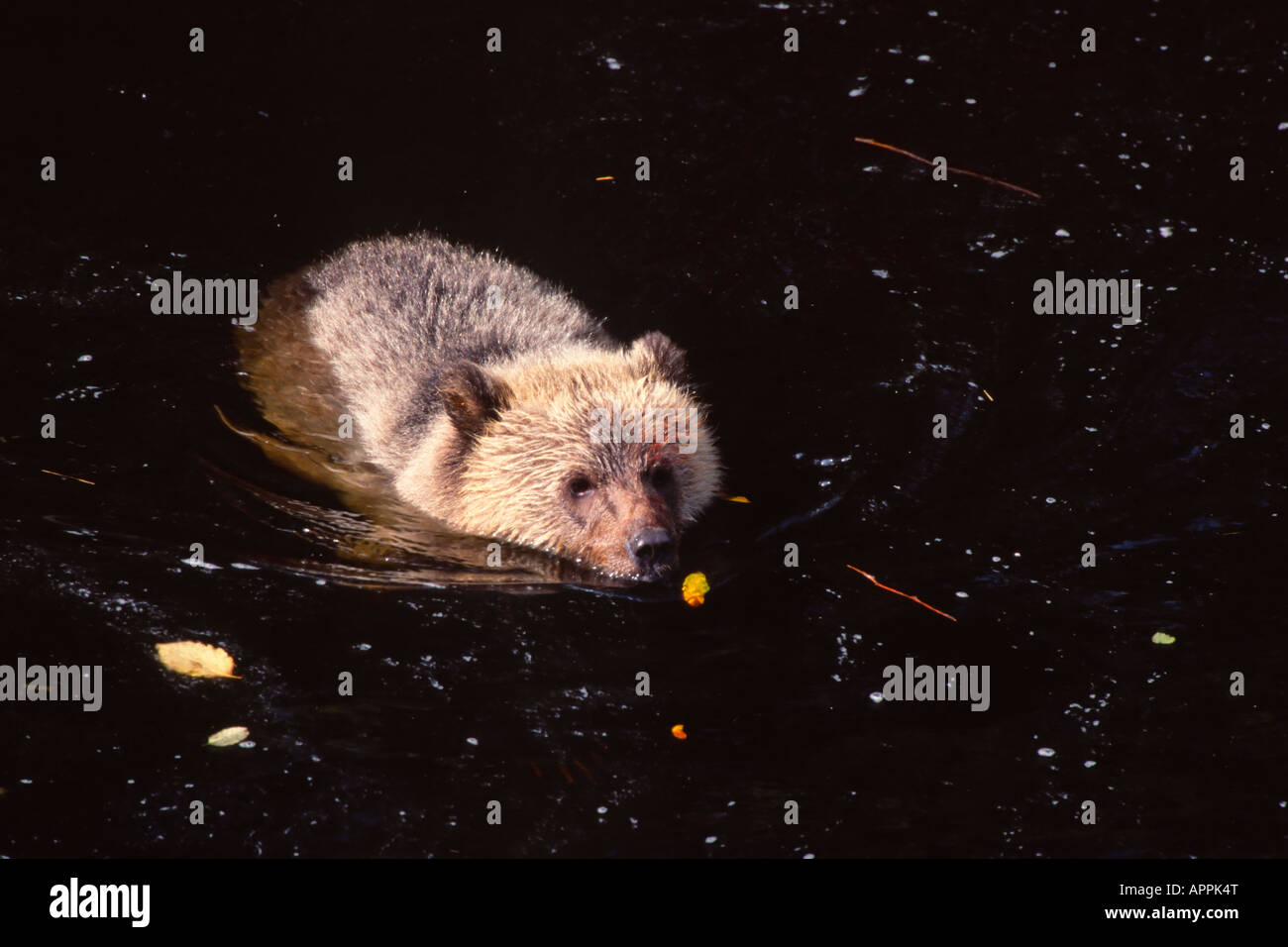 Grizzly Brown Bear Cub beleuchtet durch Sonnenlicht Schwimmen im Fluss Glendale Fluss Knight Inlet BC Kanada Stockfoto