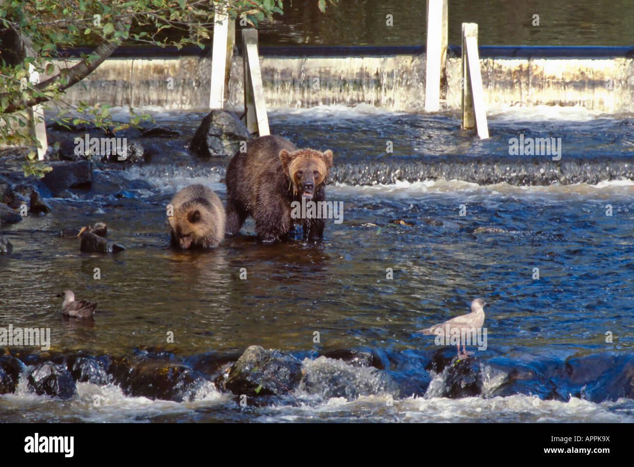 Weibliche grizzly Bär mit Cub Angeln auf Lachs gegen ein Wehr in Lachs laichen Kanal Glendale Fluss Knight Inlet BC C Stockfoto